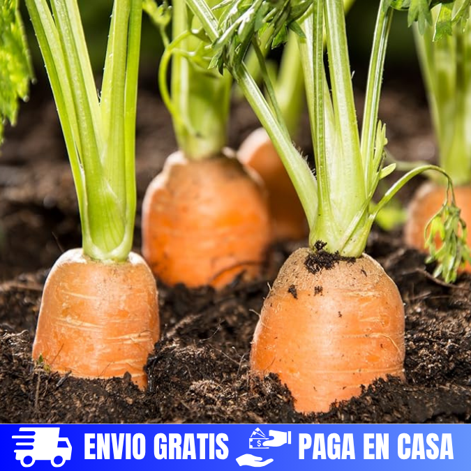 SEMILLAS DE ZANAHORIA