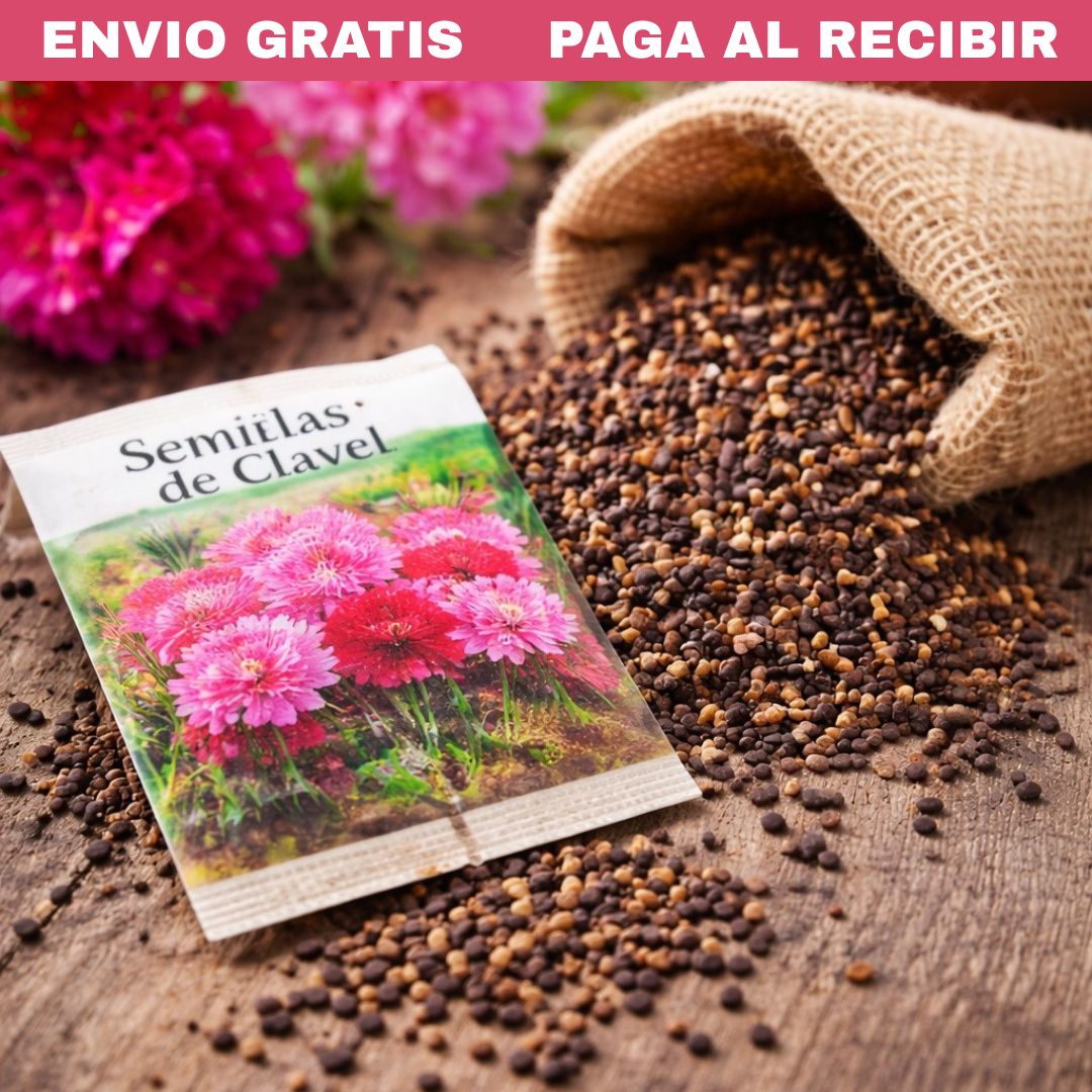 200 Semillas de clavel PREMIUM + Guía de cultivo⚜️