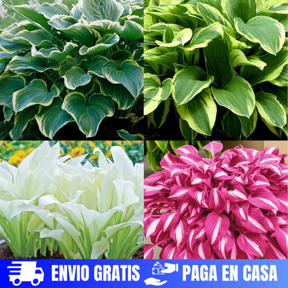 SEMILLAS DE HOSTAS