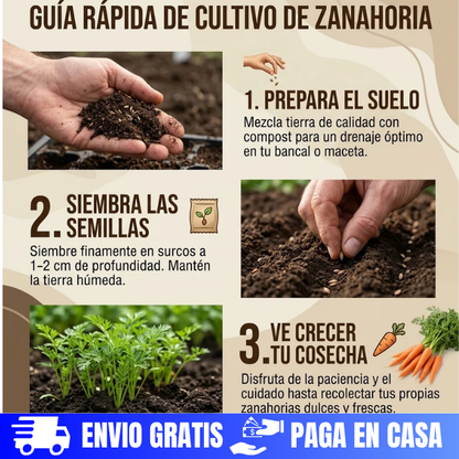 SEMILLAS DE ZANAHORIA