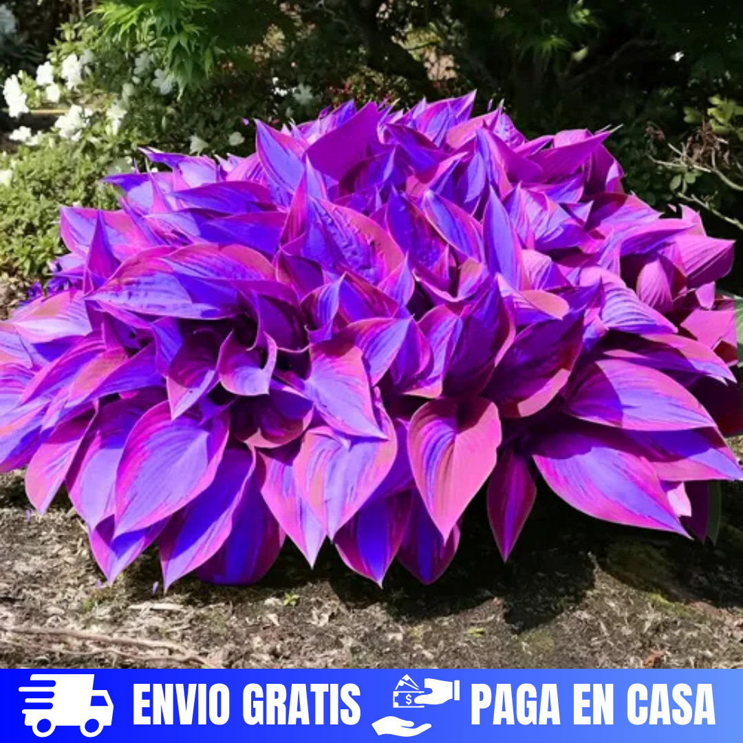 SEMILLAS DE HOSTAS