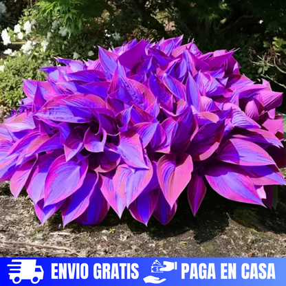 SEMILLAS DE HOSTAS