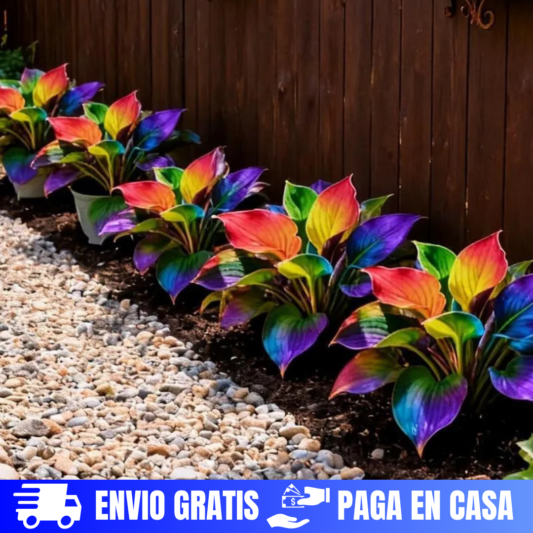 SEMILLAS DE HOSTAS