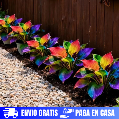 SEMILLAS DE HOSTAS