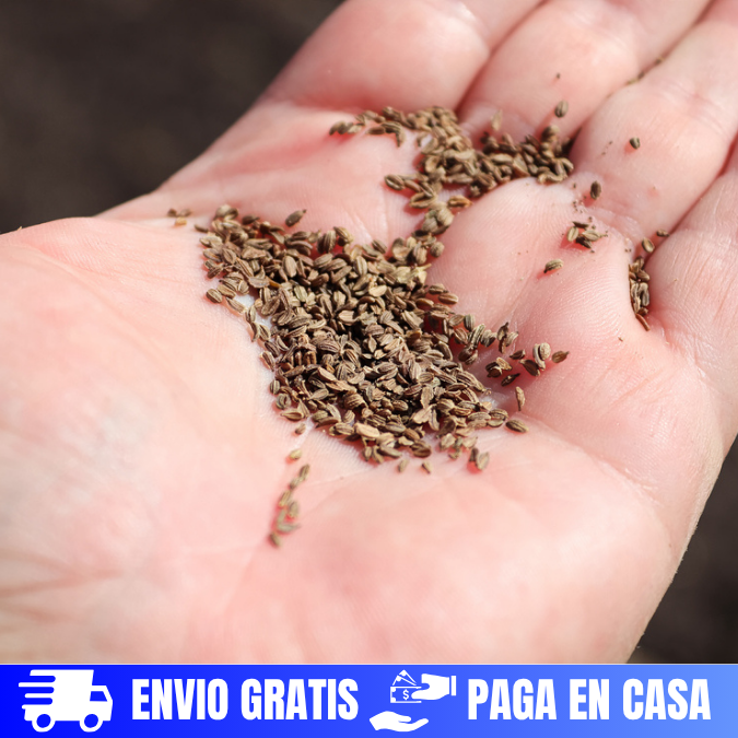 SEMILLAS DE ZANAHORIA