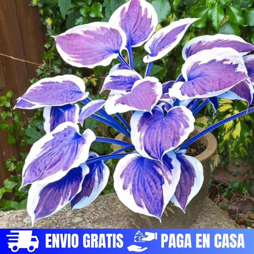 SEMILLAS DE HOSTAS