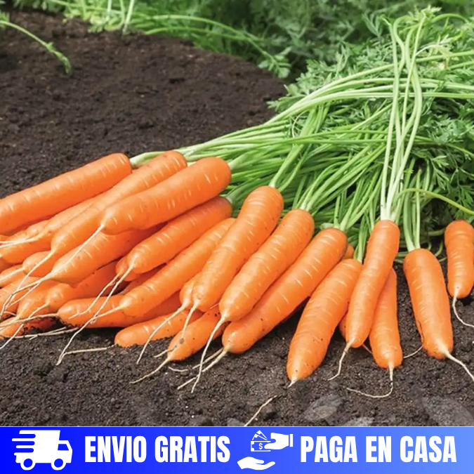 SEMILLAS DE ZANAHORIA