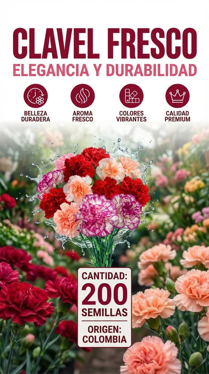 200 Semillas de clavel PREMIUM + Guía de cultivo⚜️
